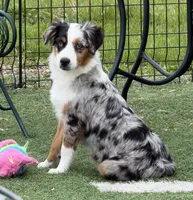 Brynn “Briana”, a female Miniature American Shepherd for sale in Paxton, IL – 1 of 6