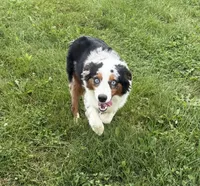 Belt “Party”, a male Miniature American Shepherd for sale in Paxton, IL – 3 of 9