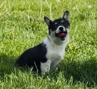 Raegan “Josie” , a female Pembroke Welsh Corgi for sale in Paxton, IL – 3 of 10