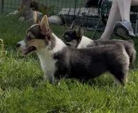 Jake “Josie” clear , a male Pembroke Welsh Corgi for sale in Paxton, IL – 4 of 10
