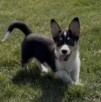 Kidd (Twinkie), a male Border Collie and Pembroke Welsh Corgi for sale in Paxton, IL – Photo 6 of 10