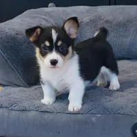 Kidd (Twinkie), a male Border Collie and Pembroke Welsh Corgi for sale in Paxton, IL – Photo 8 of 10