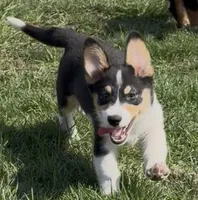 Kidd (Twinkie), a male Border Collie and Pembroke Welsh Corgi for sale in Paxton, IL – Photo 2 of 10