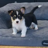 Kidd (Twinkie), a male Border Collie and Pembroke Welsh Corgi for sale in Paxton, IL – Photo 10 of 10