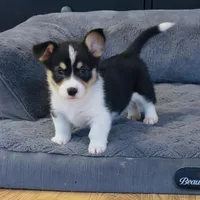 Kidd (Twinkie), a male Border Collie and Pembroke Welsh Corgi for sale in Paxton, IL – Photo 4 of 4
