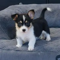 Kidd (Twinkie), a male Border Collie and Pembroke Welsh Corgi for sale in Paxton, IL – Photo 7 of 10