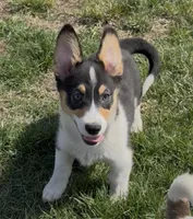 Kidd (Twinkie), a male Border Collie and Pembroke Welsh Corgi for sale in Paxton, IL – Photo 4 of 10