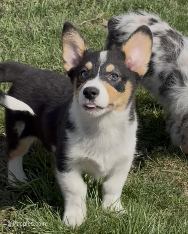 Kidd (Twinkie) – Border Collie, Pembroke Welsh Corgi puppy for sale in Paxton, IL