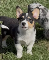 Kidd (Twinkie), a male Border Collie and Pembroke Welsh Corgi for sale in Paxton, IL – Photo 1 of 10
