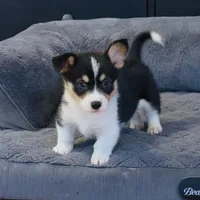 Kidd (Twinkie), a male Border Collie and Pembroke Welsh Corgi for sale in Paxton, IL – Photo 9 of 10