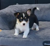 Kidd (Twinkie), a male Border Collie and Pembroke Welsh Corgi for sale in Paxton, IL – Photo 3 of 4