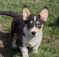 Kidd (Twinkie), a male Border Collie and Pembroke Welsh Corgi for sale in Paxton, IL – Photo 3 of 10