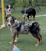 Brooklynn “Brianna”, a female Miniature American Shepherd for sale in Paxton, IL – 2 of 9