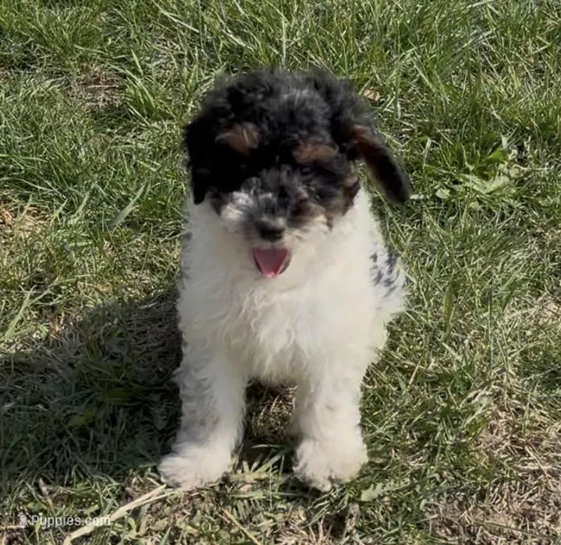 Timber “Teagan” – Poodle - Miniature  puppy for sale in Paxton, IL