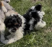 Timber “Teagan”, a male Poodle - Miniature  for sale in Paxton, IL – Photo 6 of 10