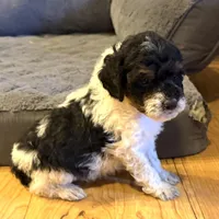 Timber “Teagan”, a male Poodle - Miniature  for sale in Paxton, IL – Photo 1 of 4