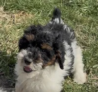 Timber “Teagan”, a male Poodle - Miniature  for sale in Paxton, IL – Photo 9 of 10