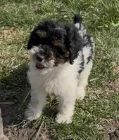 Timber “Teagan”, a male Poodle - Miniature  for sale in Paxton, IL – Photo 4 of 10