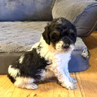 Timber “Teagan”, a male Poodle - Miniature  for sale in Paxton, IL – Photo 3 of 4