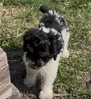 Timber “Teagan”, a male Poodle - Miniature  for sale in Paxton, IL – Photo 7 of 10