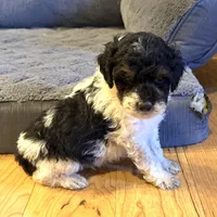 Timber “Teagan”, a male Poodle - Miniature  for sale in Paxton, IL – Photo 2 of 4