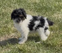 Timber “Teagan”, a male Poodle - Miniature  for sale in Paxton, IL – Photo 10 of 10