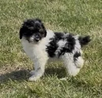 Timber “Teagan”, a male Poodle - Miniature  for sale in Paxton, IL – Photo 3 of 10