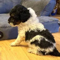 Timber “Teagan”, a male Poodle - Miniature  for sale in Paxton, IL – Photo 4 of 4