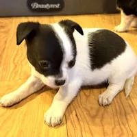 Dandilion “Danica”, a female Chihuahua for sale in Paxton, IL – Photo 4 of 6