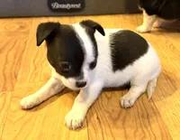 Dandilion “Danica”, a female Chihuahua for sale in Paxton, IL – Photo 4 of 6