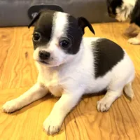 Dandilion “Danica”, a female Chihuahua for sale in Paxton, IL – Photo 3 of 6