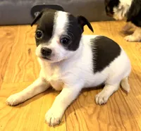 Dandilion “Danica”, a female Chihuahua for sale in Paxton, IL – Photo 3 of 6