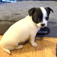 Dandilion “Danica”, a female Chihuahua for sale in Paxton, IL – Photo 5 of 6