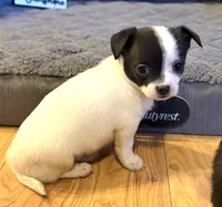 Dandilion “Danica”, a female Chihuahua for sale in Paxton, IL – Photo 5 of 6