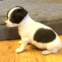 Dandilion “Danica”, a female Chihuahua for sale in Paxton, IL – Photo 6 of 6