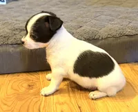 Dandilion “Danica”, a female Chihuahua for sale in Paxton, IL – Photo 6 of 6