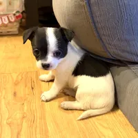 Dandilion “Danica”, a female Chihuahua for sale in Paxton, IL – Photo 2 of 6