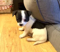 Dandilion “Danica”, a female Chihuahua for sale in Paxton, IL – Photo 2 of 6