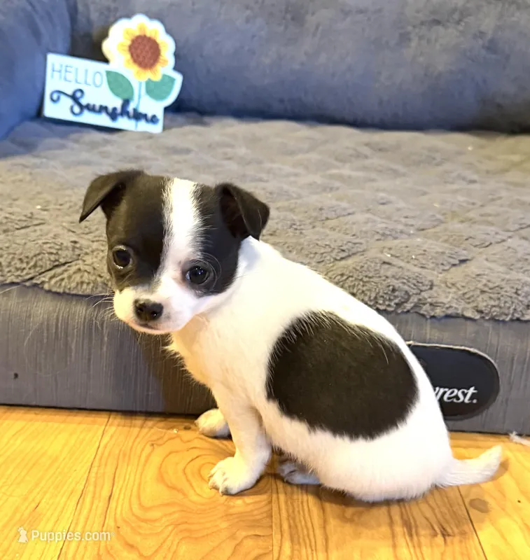 Dandilion “Danica”