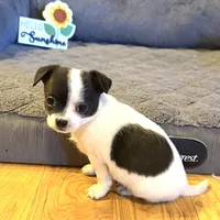 Dandilion “Danica”, a female Chihuahua for sale in Paxton, IL – Photo 1 of 6
