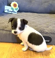 Dandilion “Danica”, a female Chihuahua for sale in Paxton, IL – Photo 1 of 6