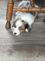 Birdie , a female Miniature American Shepherd for sale in Paxton, IL – 2 of 7