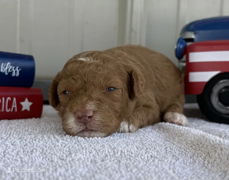 Tony “Teagan”  – Poodle - Miniature  puppy for sale in Paxton, IL
