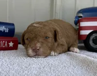 Tony “Teagan” , a male Poodle - Miniature  for sale in Paxton, IL – 1 of 2