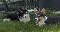 Sahara “Josie”, a female Pembroke Welsh Corgi for sale in Paxton, IL – 5 of 10