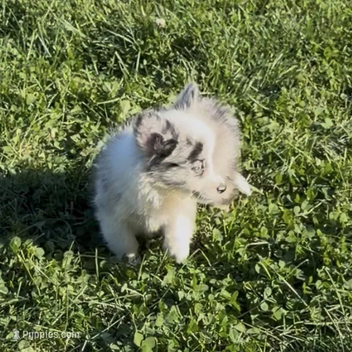 Halo “Auggie” – Pembroke Welsh Corgi, Miniature Australian Shepherd puppy for sale in Paxton, IL