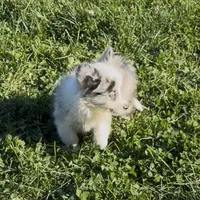 Halo “Auggie”, a female Pembroke Welsh Corgi and Miniature Australian Shepherd for sale in Paxton, IL – 1 of 5