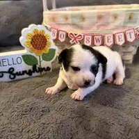 Danny “Danica”, a male Chihuahua for sale in Paxton, IL – Photo 2 of 5