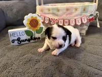 Danny “Danica”, a male Chihuahua for sale in Paxton, IL – Photo 2 of 5