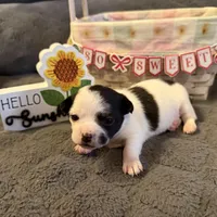 Danny “Danica”, a male Chihuahua for sale in Paxton, IL – Photo 3 of 5